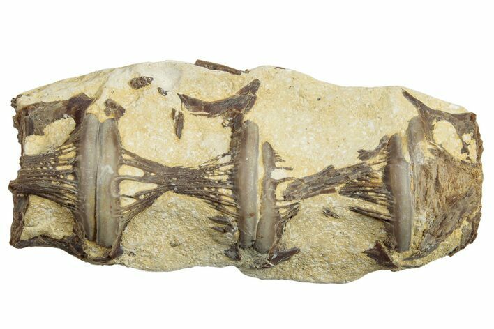 Fossil Fish (Ichthyodectes) Vertebrae - Kansas #254610